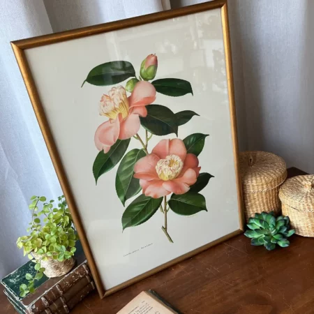 Grande lithographie "Camellia japonica - Atsu Sakura" – Paul Jones 1950'