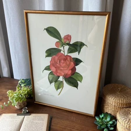 Grande lithographie "Camellia japonica - Grand Sultan" – Paul Jones 1950'
