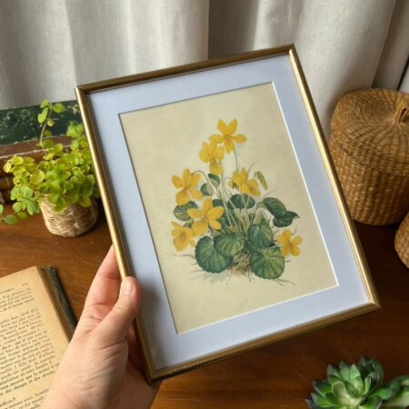 Illustration botanique vintage signée - Violettes jaunes encadrées