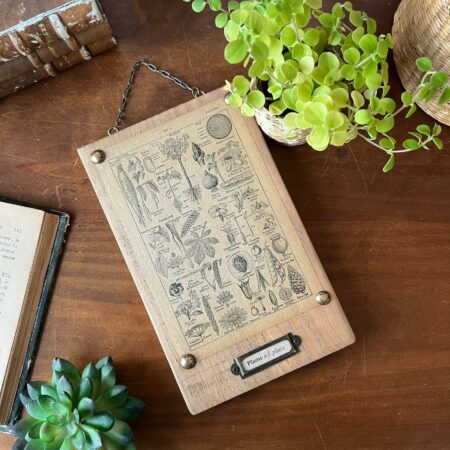 (création) Planche botanique Larousse illustré sur bois